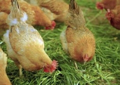 供应纯天然无公害农家饲养土鸡（母鸡每只180元/8斤左右，公鸡220元/10斤左右）