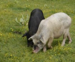 销售无污染原生态猪,有机猪肉 , 放养猪 , 野生猪 （黑猪：60元/千克；白猪：50元/千克）